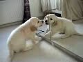 Puppy attacks mirror