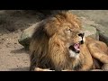 Wild Animal / Animals Of The World / Scenic Wildlife Film With Calming Music.