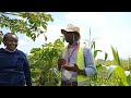 💰 Make Millions Farming Pawpaw: Expert Tips! 🌿