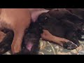 7 New Born Puppies 🐶 Feeding