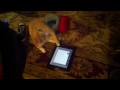 Dobby using the iPad.3gp