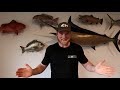 Tailor/Bluefish Tactics| How-to catch more fish!