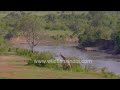 Graceful giraffe strolls through the African savanna