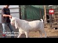 Haidery Goat Farm Bapgaon 28,000 Se 10 Lakh Tak Ke Bakre | 120 Kilo Khassi 650/KG
