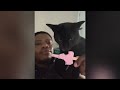 Try Not To Laugh 🤣 New Funny Cats Video 😹 - Tuxedo Cat Part 15