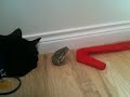 Cats meet Toad, pt. 1