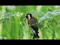 Singvögel erkennen und unterscheiden - Das kleine 1x1 der Artenkunde  | Planet Schule
