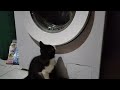 A cat who is curious about washing machines