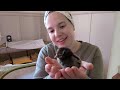 Expanding our Flock! | Chick Brooder Set Up