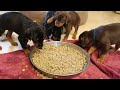Doberman Puppies eat puppy food for first time