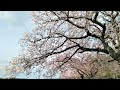 「桜の樹の下には」梶井基次郎　朗読：鳥喰ちゃん　#朗読 #青空文庫 #87