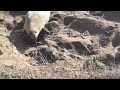 Mama elephant seal shooing off pup