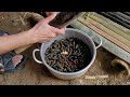 FULL VIDEO: Catching Snails in the River and cooking Snails / Phạm Tuyết Mai - @singlegirl1993