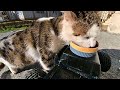 FEEDING CATS WITH RC CAR