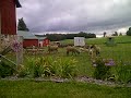 My dog and I checking out the Sheep in Wisconsin.