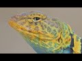 The Prettiest Lizard in the World - Collared Lizard - Utah