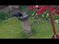 See how this EXTREMELY CLEVER Crow gets to some food!