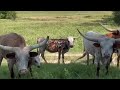 Hometown Tour & longest horned mini cow S01 E6