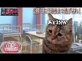 逃走中をすることになった猫たちの日常パート４【猫ミーム】【猫マニ】