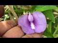 Flora of Central Florida: Centrosema virginianum, Butterfly Pea