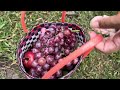 New Technique : For Grafting Apple and Grape Fruits Using Aloe Vera in Coconut Fruit