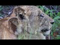 Kruger National Park - December 2023 Full Series