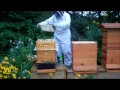 Honey bee hive newspaper combine