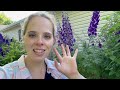 Midsummer Garden Maintenance! | Simply Bloom