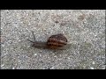 Of cows, calves & mini horses beyond our back yard - racing snails and slugs - 07:55am Aug 18th 2024