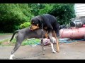 Rottweiler Prada goes in on blue pitbull Georgia