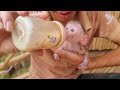 Baby monkey takes care of the farm with his father