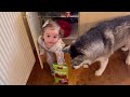 Sneaky Baby Feeds Her Husky Without Dad Knowing!😂. [HIDDEN CAMERA!!]