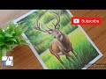 Deer Drawing With Oil Pastel Colours /Wildlife