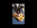 Dogs try a puzzle game for the first time