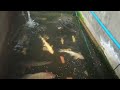 Morning tilapia feeding #viralvideos #vlog