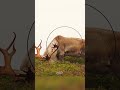 Giant Caribou Archery Hunt #shorts #hunting