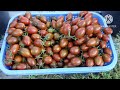 How To Grow Chocolate Tomatoes From Seeds To Harvest | Phan Đức #176