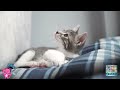 kiditor - Funny kittens🐈 | Baby Cat | Funny kitten Videos🐈😺