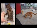😻🐕 You Laugh You Lose Dogs And Cats 😸🐶 Funny Animal Videos # 21