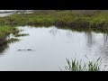 Two beavers kiss ! | Cute animals | Love ❤️ #novascotia #cute #canada #nature #love #beaver