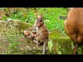 Heart of mother monkey! Rose fast run to hug her baby Brady run escape from naughty monkey Brianna