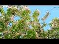 SPRING 4K Relaxation Film • Peaceful Piano Music • Spring Flower • Wonderful nature