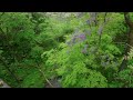 【風景と自然】自然のふじの花 吉田川 郡上市明宝 岐阜県 2024年5月1日　[Landscape and nature]Wisteria flowers (natural wisteria)