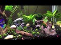 Bumblebee Gobies, Salt &Pepper Cory Cat, and Amano Shrimp Community Tank