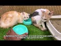 Two dying kittens lay on the warm ground, no one could hear them faintly crying for help.