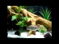 Tetraodon Abei - Freshwater Puffer Fish - New Aquascape
