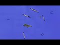 Sinking of the Battleship Bismarck - Animated