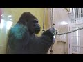 Huge Silverback Gorilla Caring About Elderly Female who Feels Down | The Shabani's Group