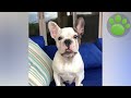 Sassy Frenchie plays with the mirror