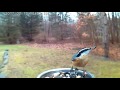 Red-breasted Nuthatch - Bird Photo Booth 2.0 - Slow Motion 2-12-17